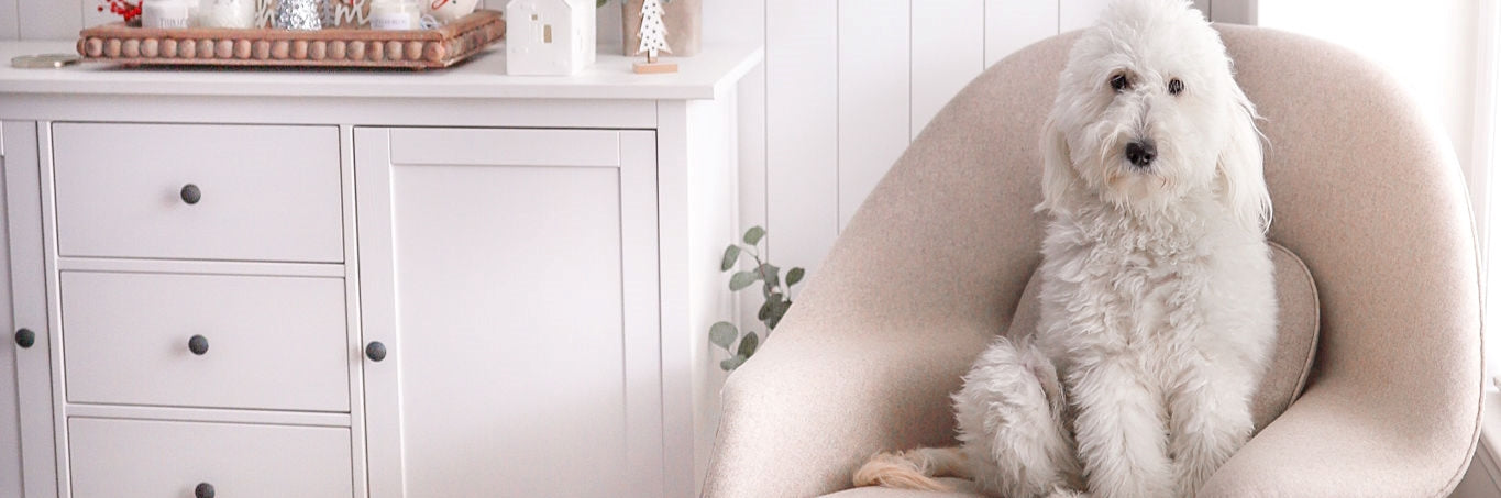 Womb Chair Collection
